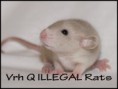 † Quentin ILLEGAL Rats (Q14)